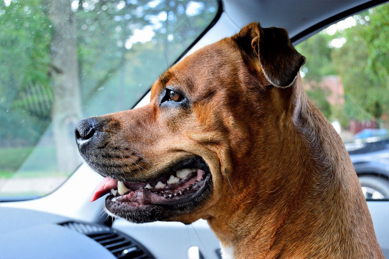 The Unique Features of Rottweilers